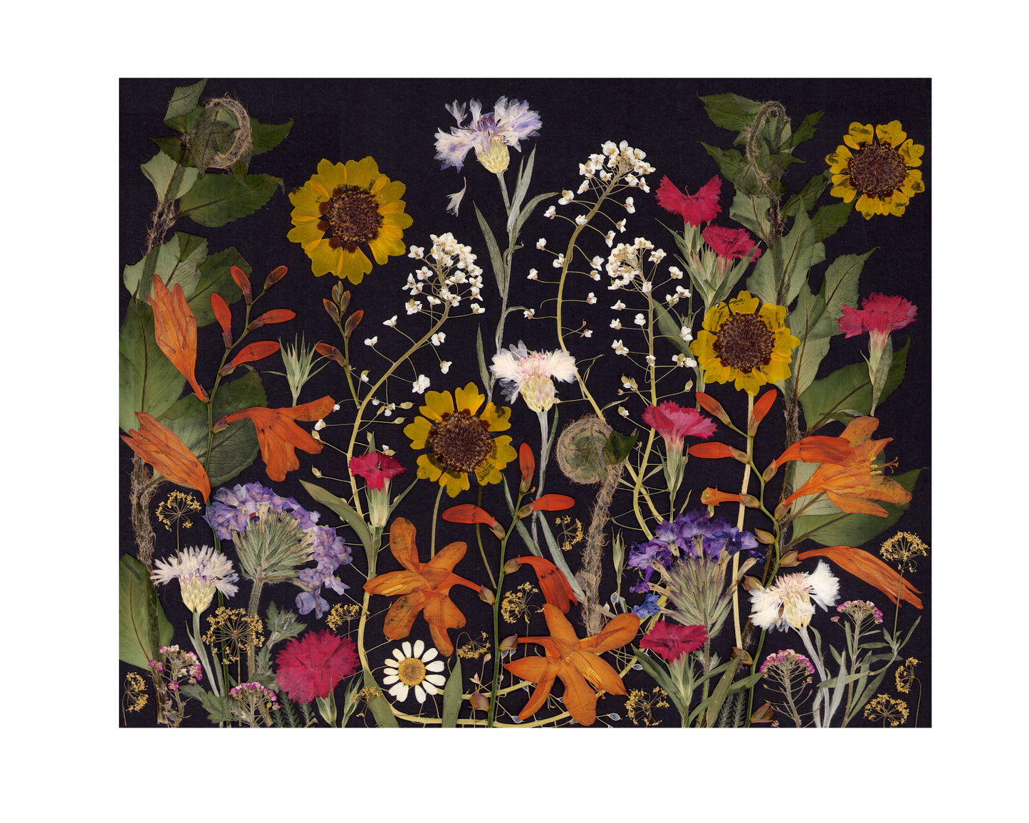 Dandelion Fox 16x20 Art Prints