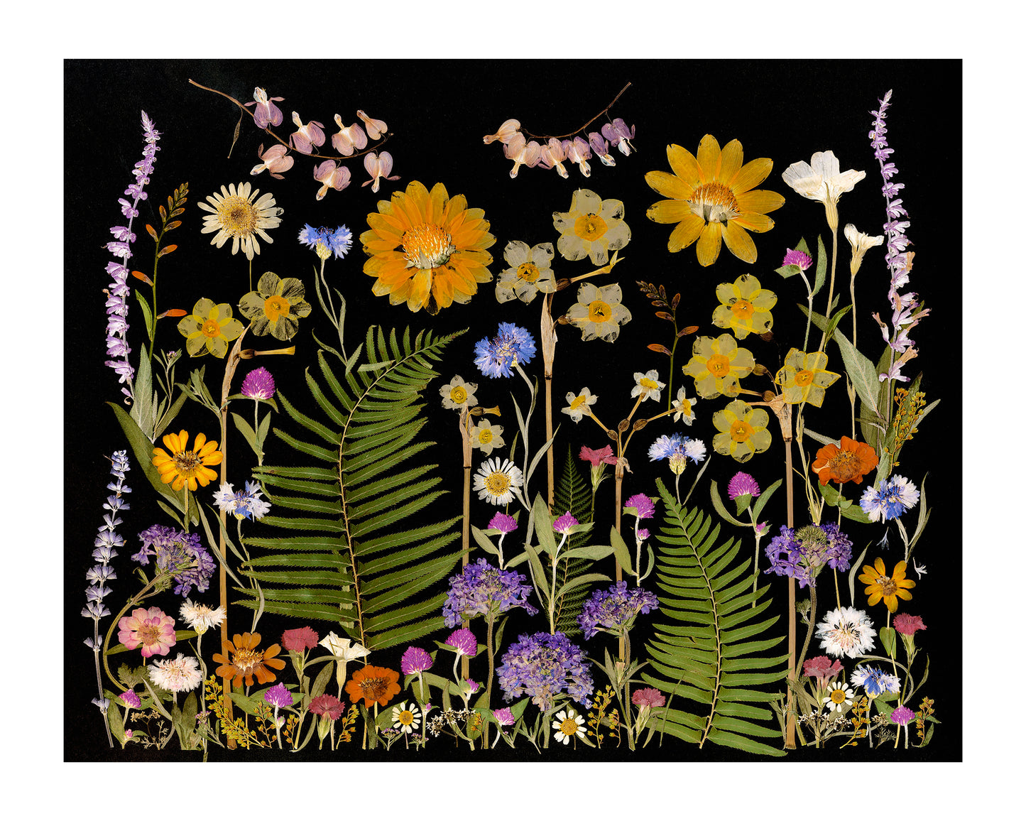 Dandelion Fox 16x20 Art Prints