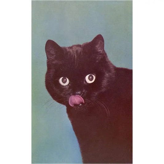 Black Cat Magnet
